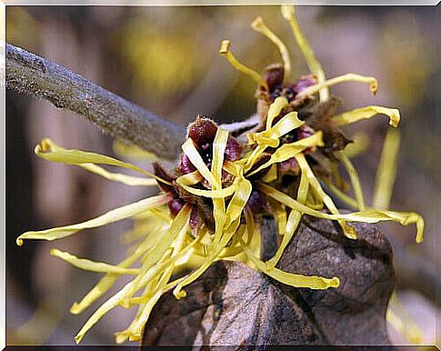 Witch hazel against varicose veins