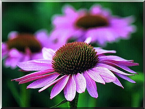 Echinacea against varicose veins