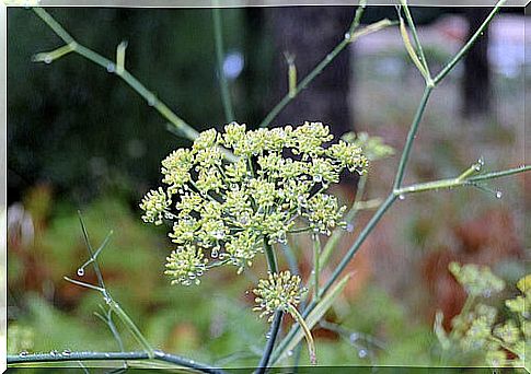 fennel