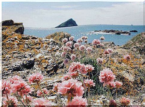 flowers by the sea