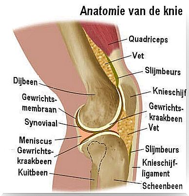 anatomy of the knee