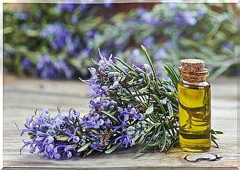 Uses and Benefits of Rosemary 