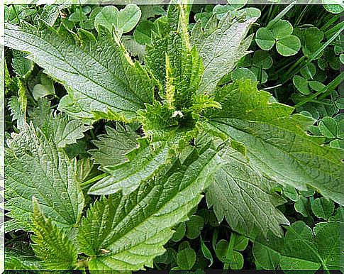 Nettle against hair loss 