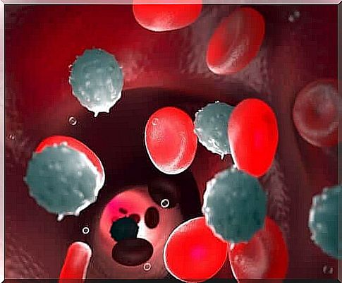 Red and white blood cells