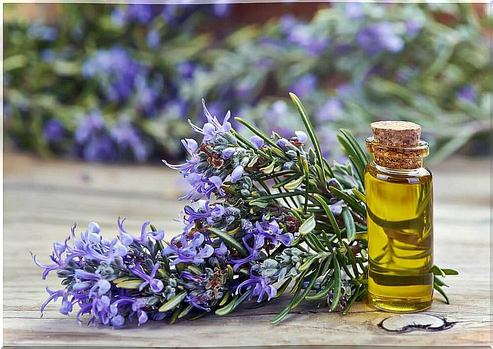 How do you make firming oil with rosemary?