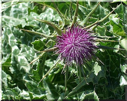 milk thistle