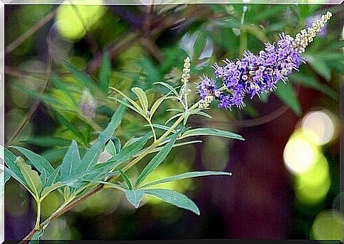 One of the natural remedies for polycystic ovary syndrome is Vitex