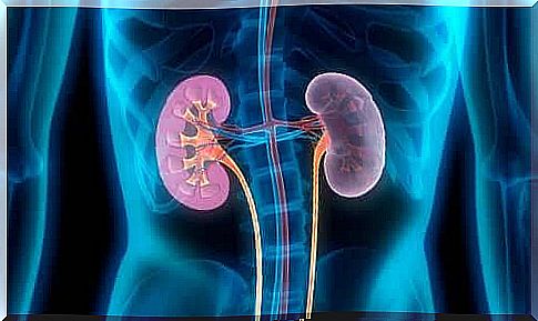 The effect of Seguril on the kidneys