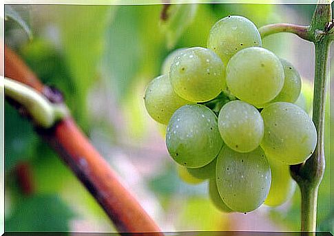 Grapes are very good natural diuretics