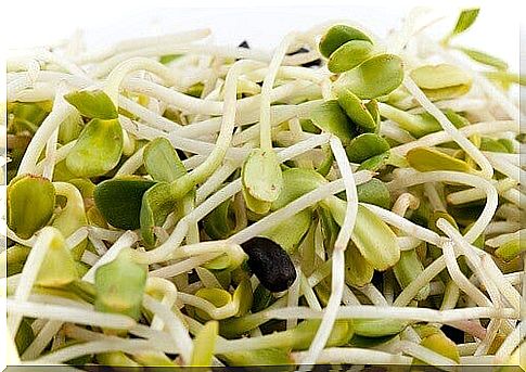 Alfalfa sprouts