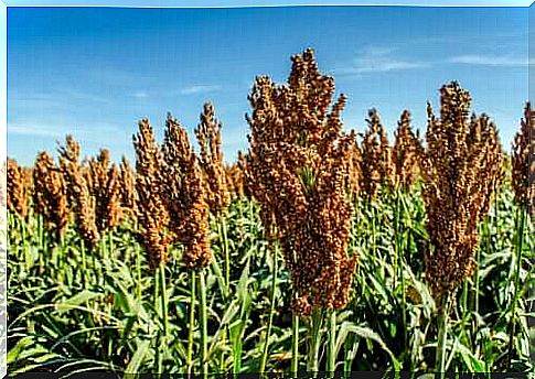 The nutritional properties of sorghum