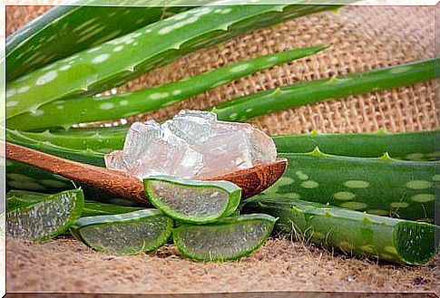 Home remedies for scabies aloevera