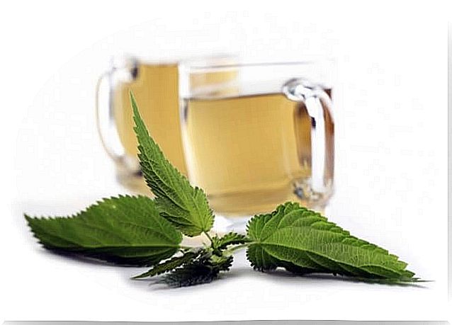 nettle tea